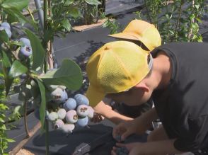 農家の指導受け摘み取る…小学生がブルーベリーの収穫体験 3年生11人が大きな実を熱心に探す 愛知・豊田市