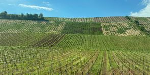 ドイツのサステナブルな街を巡る③　ラインヘッセン地方の「ビオワイン」生産者がつくる“未来につながるワイン畑”