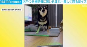 床に残していたおやつを吸われた柴犬 掃除機に“マジギレ”する姿に「怒り方が可愛い」と反響