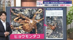 青酸カリの数百倍？　かみつく猛毒タコ「ヒョウモンダコ」に要注意　海外で死亡例も