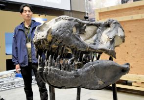 ティラノサウルスの実物頭骨化石「ブラックビューティー」公開　特別展の開幕控え福井県立恐竜博物館