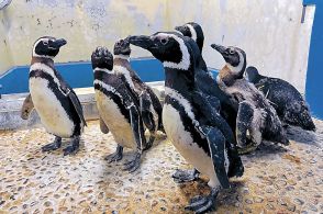 ペンギン、魚「おかえり」　のとじま水族館、２０日再開へ準備着々