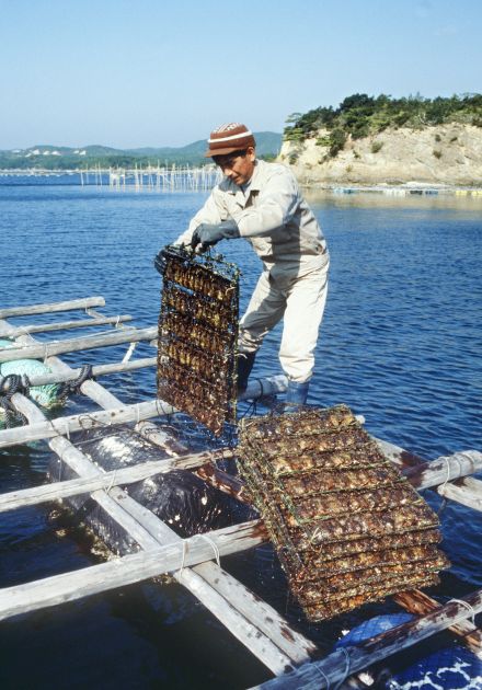 「海の宝石」真珠は日本の重要な水産物　輸出強化、国内でも新たな動き