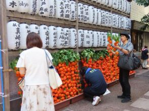 ホオズキ 都内参道彩る　きょうまで「日之影市」