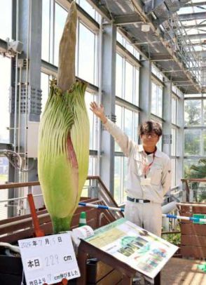 世界最大級の花　もうすぐ宮崎県内初開花