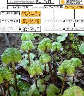 ゼニゴケ目新分類設立　世界的学術誌に掲載、認定　鄭さん（日南・服部植物研究所）