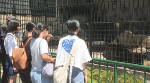 徳山動物園の新しい仲間ライオンの「リント」を一般公開