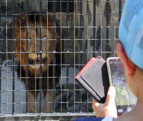 ライオン雄のリント、よろしくね　周南市の徳山動物園で一般公開スタート