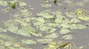 「こんなに繁茂しているとは」「除去はひと苦労」諏訪湖でボランティアが水草の「ヒシ」の除去作業