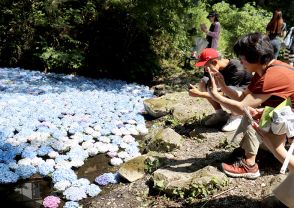 あじさい池 涼やかに　岩手・一関