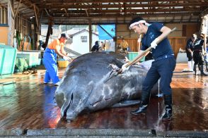 ツチクジラ漁が始まる　南房総の和田漁港（千葉県）