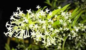 夏の夜に漂う甘い香り… 神秘的な花、石垣市の民家で咲く