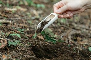 「森」がお墓になる。あなたの命で木々が育つ、