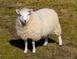 羊から学ぶ証明写真の撮り方。悪い例でも、癒されるから「個人的には全部◎」