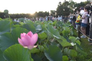 大輪のハス 夜明けの光浴びて花開く　岡山・後楽園「観蓮節」1700人堪能