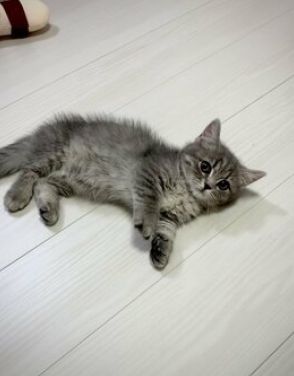 『まん丸おめめ』の子猫　4年後…予想外な姿に「誰ですか」「横綱…的な…」の声