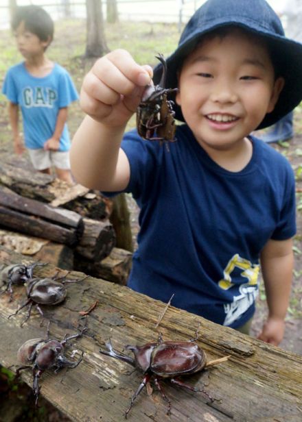 カブトムシ格好いい！　ふれあい童夢 今季開始　岩手・花巻