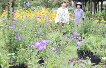 シカ食害にへこたれず　キキョウ脇芽生やしてピンチ脱出　ようやく見頃迎えつつ　京都・亀岡市