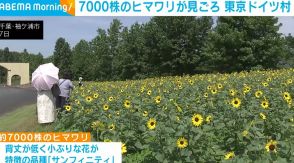 約7000株のヒマワリが見ごろ 東京ドイツ村