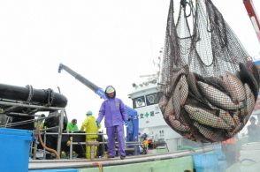 北海道で養殖サーモン初の水揚げ　外海の大型いけすで「特産品に」