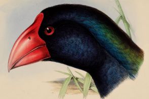 絶滅から50年後に「再発見」された大型のムササビと飛べない鳥