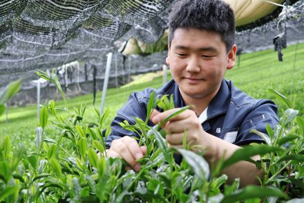 京都の茶どころで15年ぶり茶専門技師　味わい変化する奥深さに魅了され