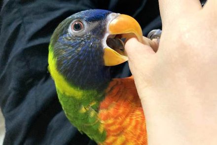 陽気なインコにまさかのハプニング　態度を急変させる姿に「ドジっ子さが愛おしい」の声