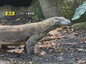 国内で唯一の飼育に…世界最大級のトカゲ『コモドオオトカゲ』が東山動植物園へ 8月中には展示開始の方針