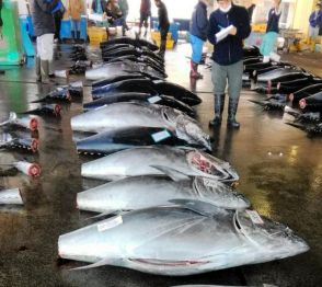 太平洋クロマグロ漁獲枠、水産庁が倍増要求へ　10日開幕の国際会議