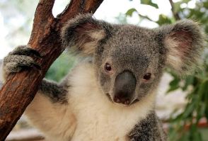 豪の保護区で「コアラ抱っこ」が禁止に。野生生物との自撮りはもう古い？