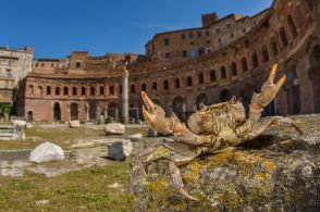 古代ローマの遺跡の下、当時からすむ「巨大」なカニが急速に減っていると判明