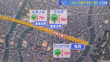 なぜ？平和大通りで倒木相次ぐ　まかり間違えば大惨事に　樹木医の点検はじまる　広島