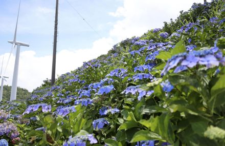 アジサイ3万株、高原の夏染める　徳島・大川原高原、7月中旬まで