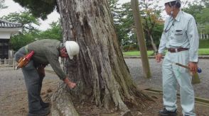 マツの大木倒れた松江城山公園　倒木の恐れで4本伐採へ