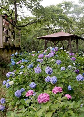 アジサイ、梅雨に彩り　北上・黒岩　お滝さん