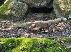 世界最大「コモドオオトカゲ」、東山動植物園で飼育へ　国内園で唯一