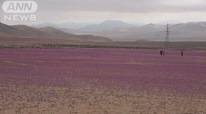 地球上もっとも乾燥した砂漠に突然「花畑」が出現　南米チリで季節外れの雨