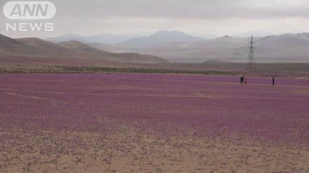 地球上もっとも乾燥した砂漠に突然「花畑」が出現　南米チリで季節外れの雨