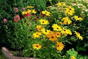 【ガーデニング夏じたく】いま植えどきの〈多年草＆一年草13選〉夏花壇の準備はOK？