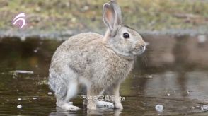 「初めて見ました！」「頭が良いですね」　水たまりを行くウサギの歩き方が“レアすぎる”と200万表示