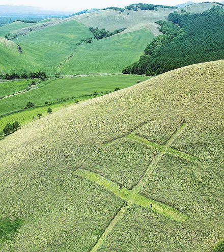 ささやぶ刈って「牛」の字登場　地域のシンボルPR　北海道中標津町