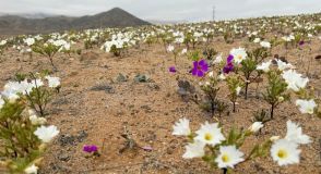 冬のチリの砂漠で9年ぶりに花が咲く　エルニーニョ現象の影響か