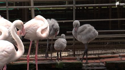 「ほわほわした、まん丸なボディーを見て」オオフラミンゴのヒナなど次々誕生=静岡・富士花鳥園