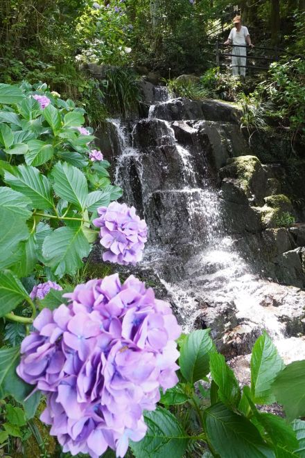 滝とアジサイ〝競演〟　心和ませる景色　天邪鬼の伝説も残る小滝で／岡山・津山市