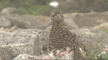 絶滅危惧種のライチョウ…中央アルプスで少なくとも成鳥120羽確認、2018年以降最多に