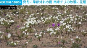 標高約2000mの砂漠に花畑 真冬に季節外れの雨で 南米チリ