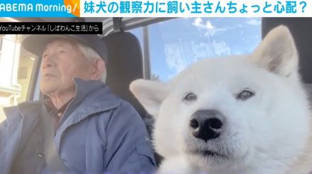 おじいちゃんと超仲良しの柴犬 後輩犬に飼い主が唯一“学んでほしくない”こと