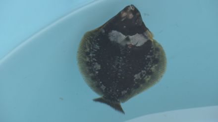 高級魚「ホシガレイ」漁獲量増やすため…発信機つけて稚魚約1万尾放流、追跡調査へ　福島