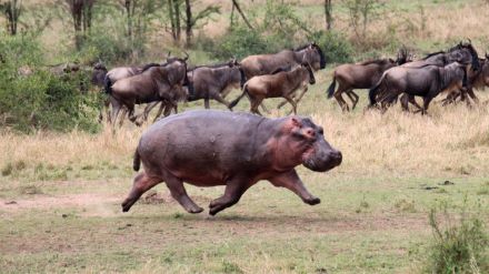 【最新研究】カバは移動時、空中を「飛ぶ」！　でもあの体重でどうやって？