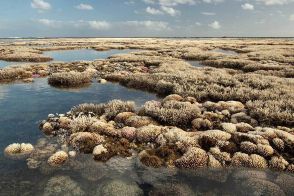 これが本当にサンゴ礁？ サンゴの大規模白化が世界で発生、最南端の豪州の世界遺産にまで